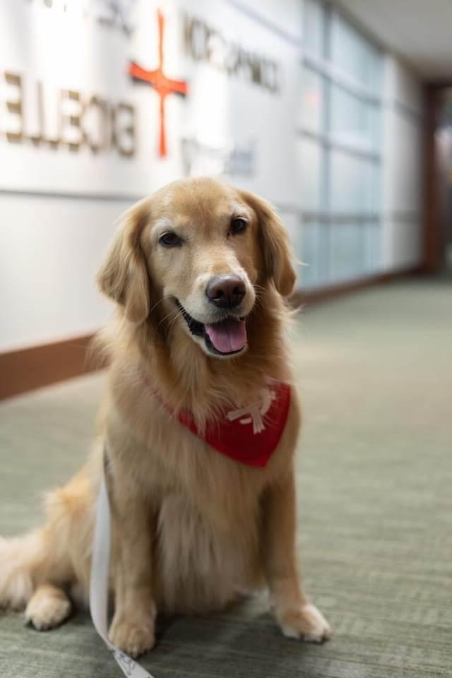 格雷西·玉米，认证治疗犬